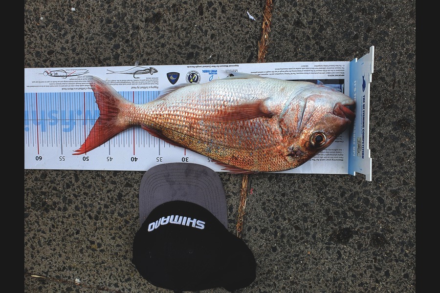 Ian Campbell caught this 47.0cm Snapper at Opito Bay  during The Export NZ Fishing Competition