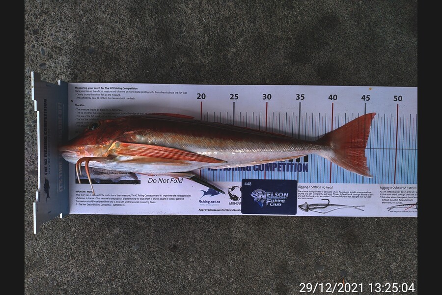 Corey Parsons caught this 45.0cm Gurnard at Tasman Bay during The Export NZ Fishing Competition