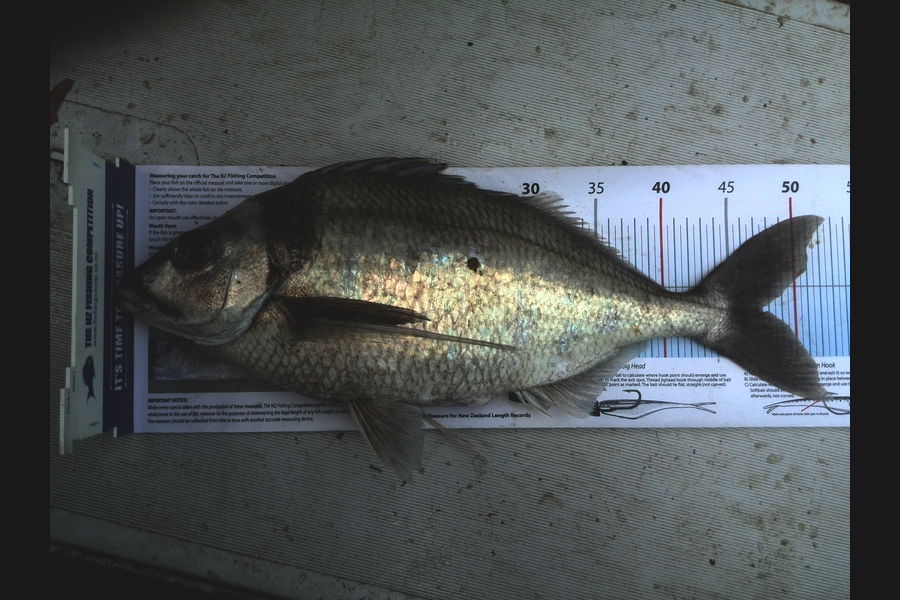 Gavin Henderson caught this 47.5cm Tarakihi at kapiti during The Export NZ Fishing Competition