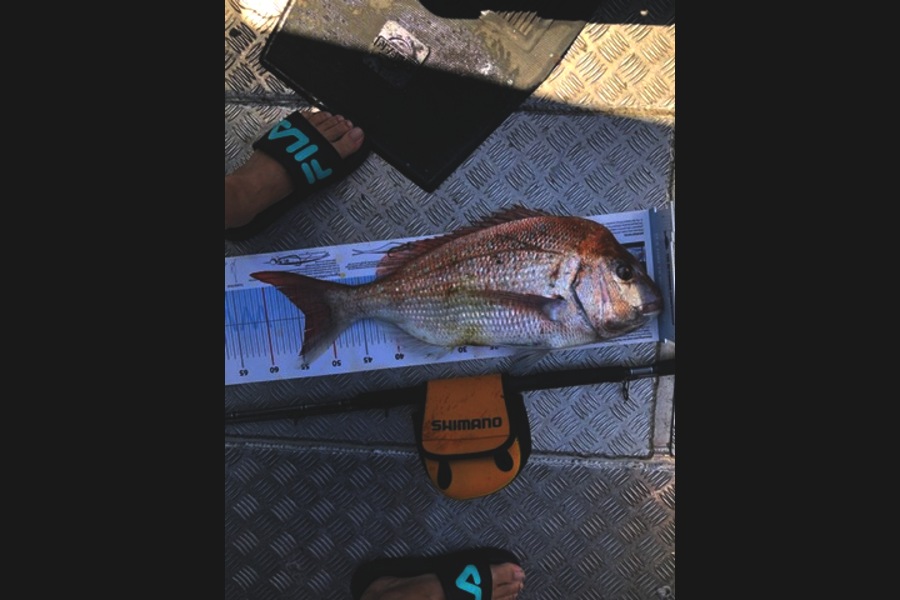 Tony  Haussmann caught this 53cm Snapper at Cook Strait during The Export NZ Fishing Competition
