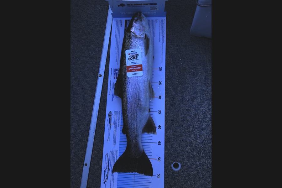 Brendon Godwin caught this 54.0cm Trout at Taupo  during The Export NZ Fishing Competition