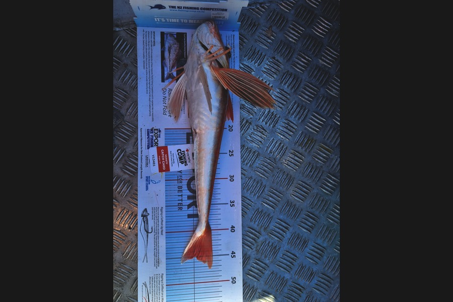 Chris Sims caught this 45.0cm Gurnard at Napier during The Export NZ Fishing Competition