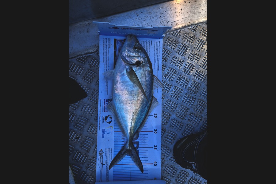 Chris Sims caught this 36.5cm Trevally at Napier during The Export NZ Fishing Competition