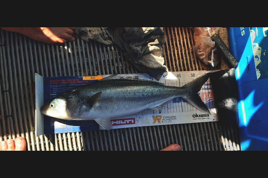 Dan Musson caught this 50.5cm Kahawai at Welly west during The Export NZ Fishing Competition