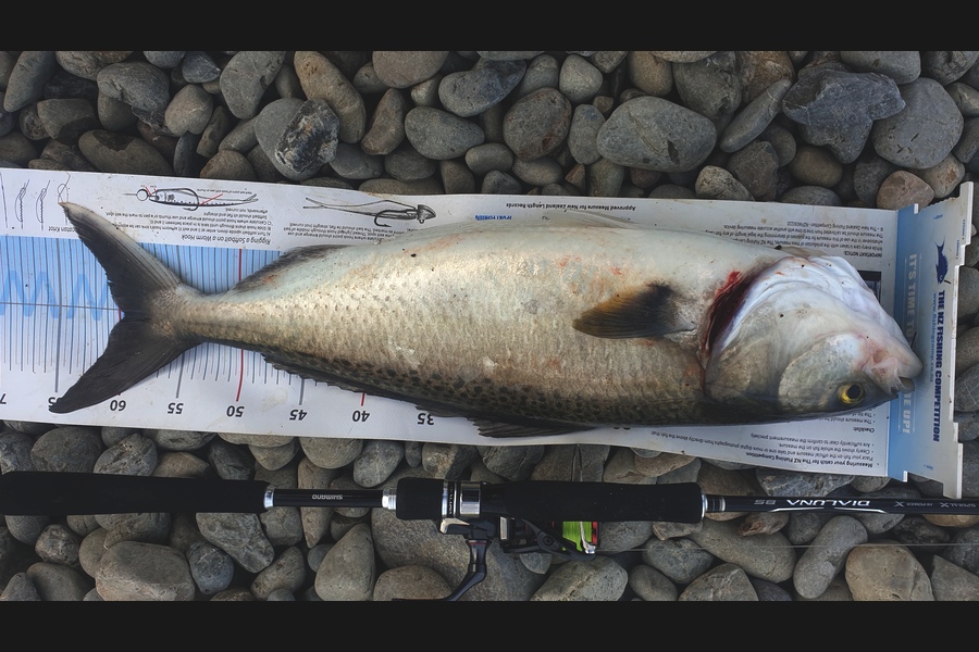 Pat Barrett caught this 59cm Kahawai at Otaki Beach during The Export NZ Fishing Competition