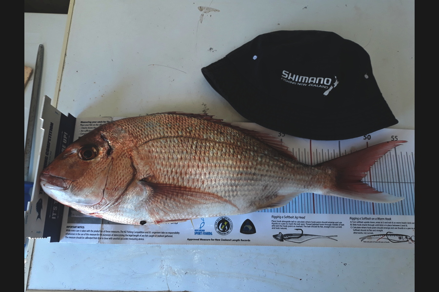 Jim Collins caught this 47.5cm Snapper at Welly harbour during The Export NZ Fishing Competition