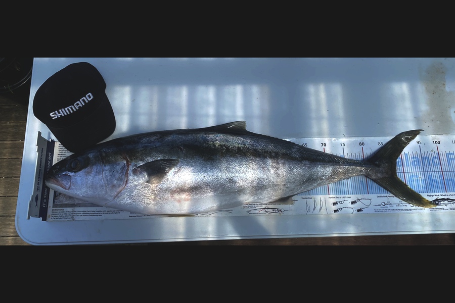 Stephanie  Fairweather  caught this 88.0cm Kingfish at Wellington west coast  during The Export NZ Fishing Competition