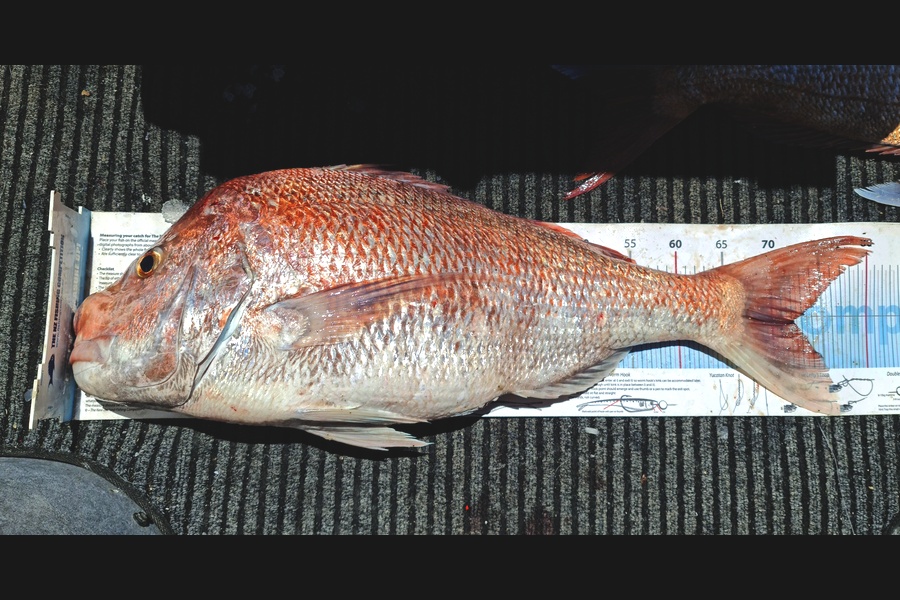 Frank van Vroonhoven caught this 72.0cm Snapper at Great Barrier island during The Export NZ Fishing Competition