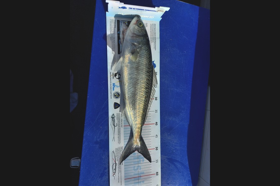 Mike Crawford caught this 49.5cm Kahawai at Waipu during The Export NZ Fishing Competition