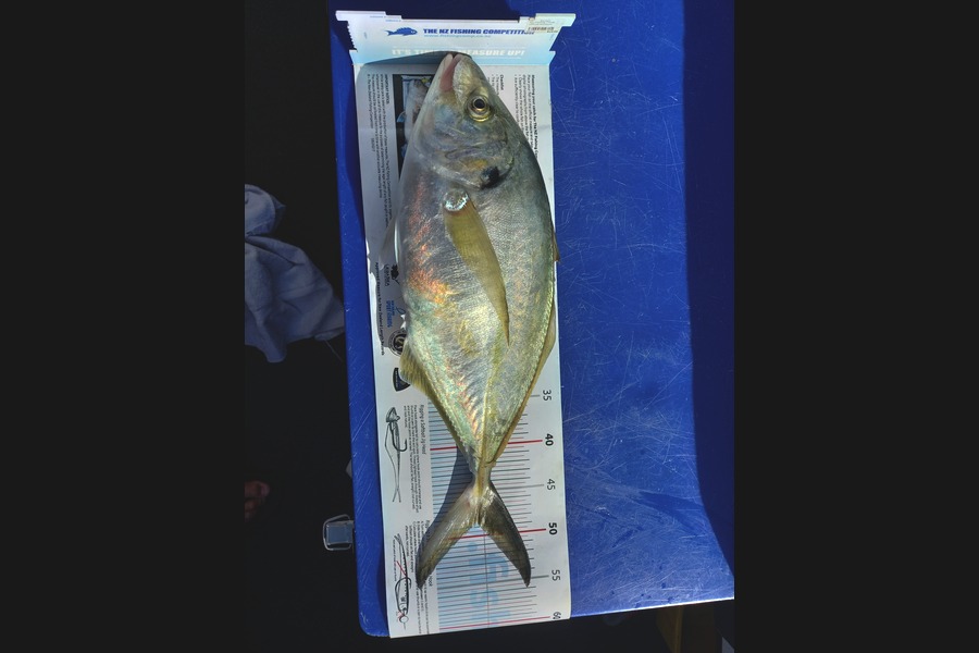 Mike Crawford caught this 48.5cm Trevally at Waipu during The Export NZ Fishing Competition
