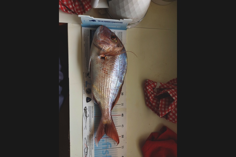 Simon Adamson caught this 47.0cm Snapper at Auckland during The Export NZ Fishing Competition