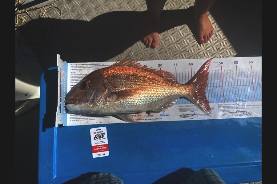 Steven Lovett caught this 44.0cm Snapper at Thames during The Export NZ Fishing Competition