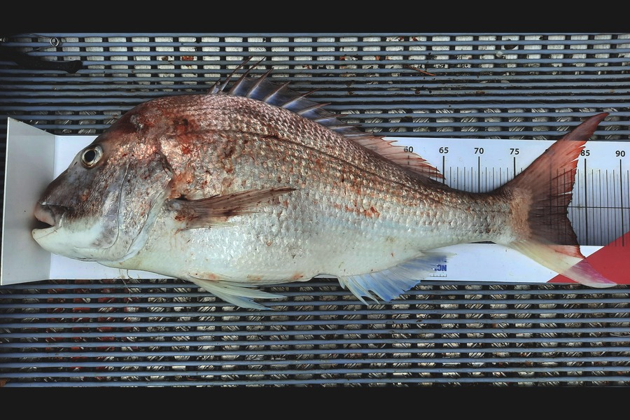 Jayden Emtage caught this 82.0cm Snapper at Kaipara harbour during The Export NZ Fishing Competition