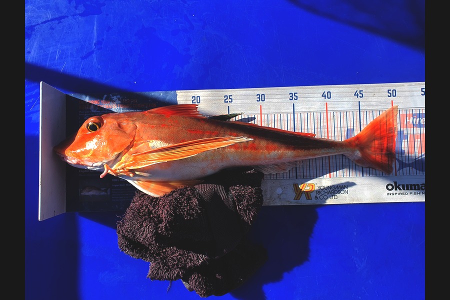 Leigh Tuuta caught this 50.0cm Gurnard at Marlborough Sounds during The Export NZ Fishing Competition