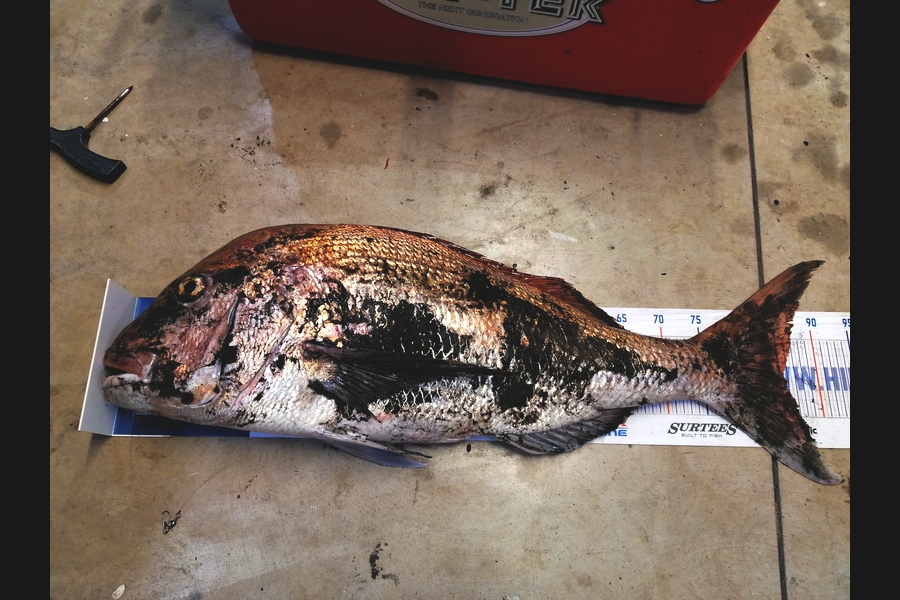 Shayne Mckenzie caught this 85cm Snapper at Taranaki during The Export NZ Fishing Competition