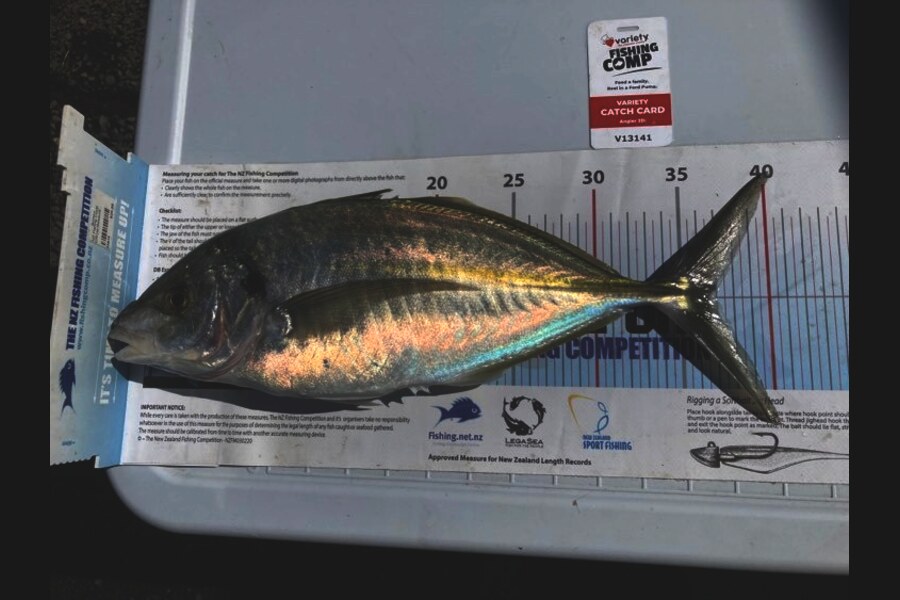 Steven Lovett caught this 37.0cm Trevally at Manukau during The Export NZ Fishing Competition