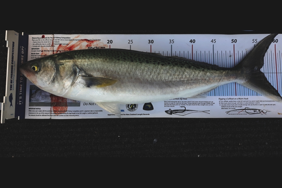 Jim Collins caught this 56.0cm Kahawai at Welly harbour during The Export NZ Fishing Competition