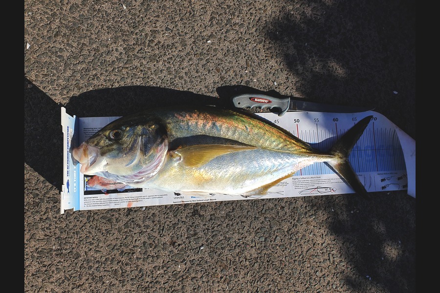 Ian Campbell caught this 62.0cm Trevally at Opito Bay  during The Export NZ Fishing Competition