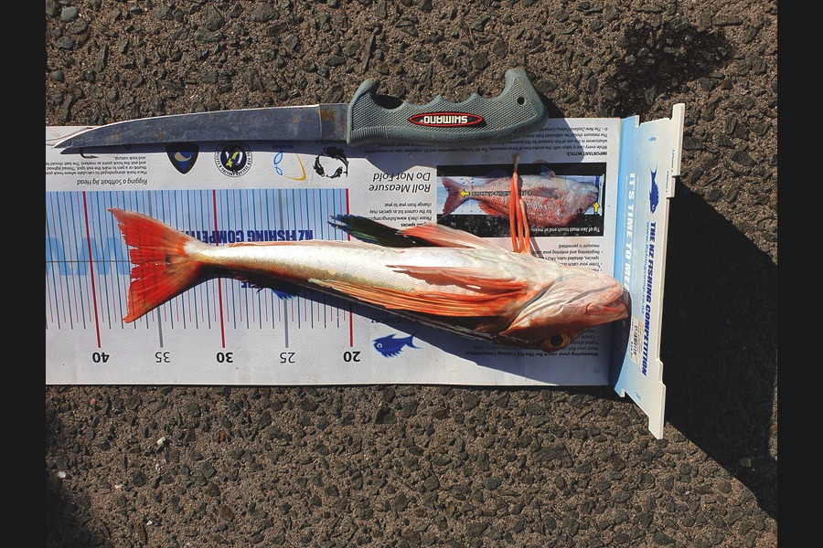Ian Campbell caught this 37.0cm Gurnard at Opito Bay  during The Export NZ Fishing Competition