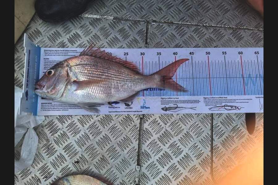Claude Harmse caught this 38.5cm Snapper at Coromandel during The Export NZ Fishing Competition