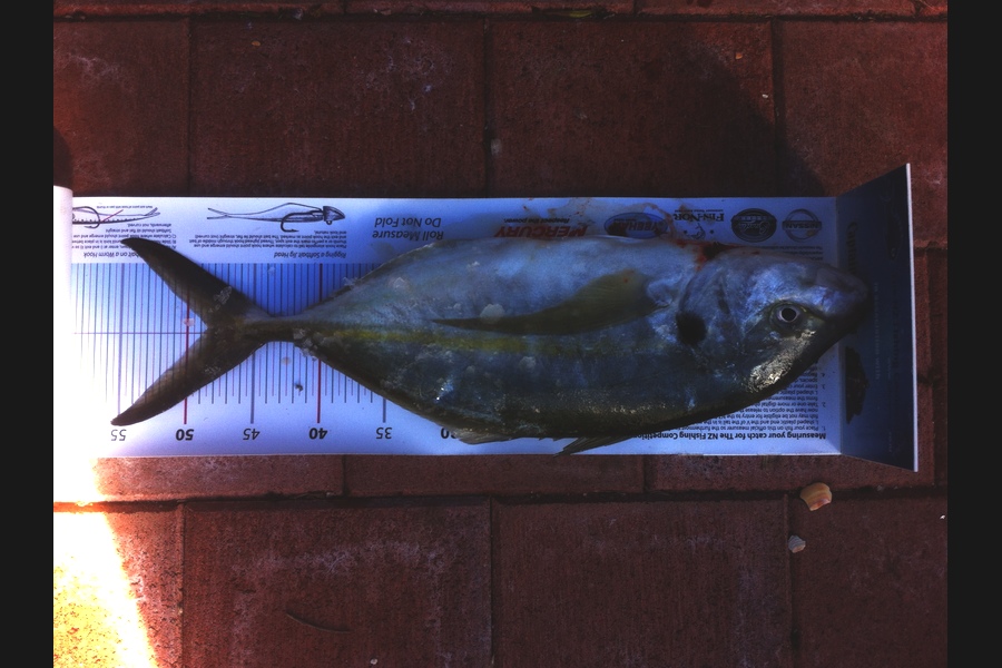 Tony Wiles caught this 48.5cm Trevally at Cape Karikari during The Export NZ Fishing Competition