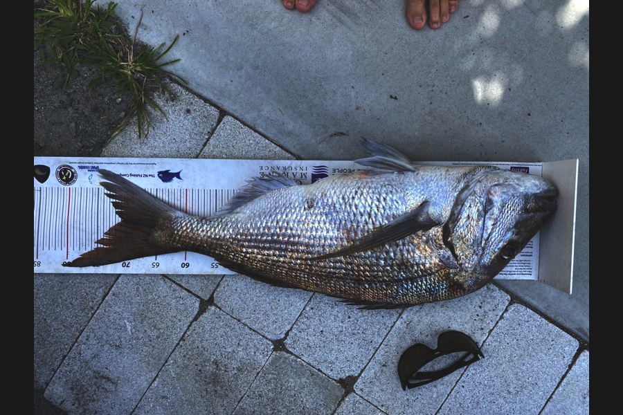 Mark Ray caught this 70.5cm Snapper at BOP during The Export NZ Fishing Competition