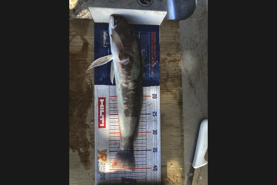 Tim  Kolk caught this 39.5cm Blue Cod at Tasman Bay during The Export NZ Fishing Competition