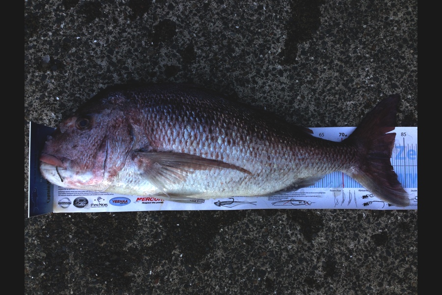 Thomas Englefield caught this 81.5cm Snapper at FAR NORTH during The Export NZ Fishing Competition