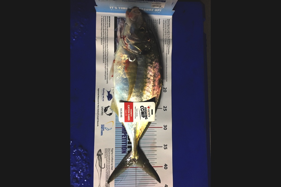 Wesley Van Zyl caught this 39.5cm Trevally at Hauraki Gulf  during The Export NZ Fishing Competition
