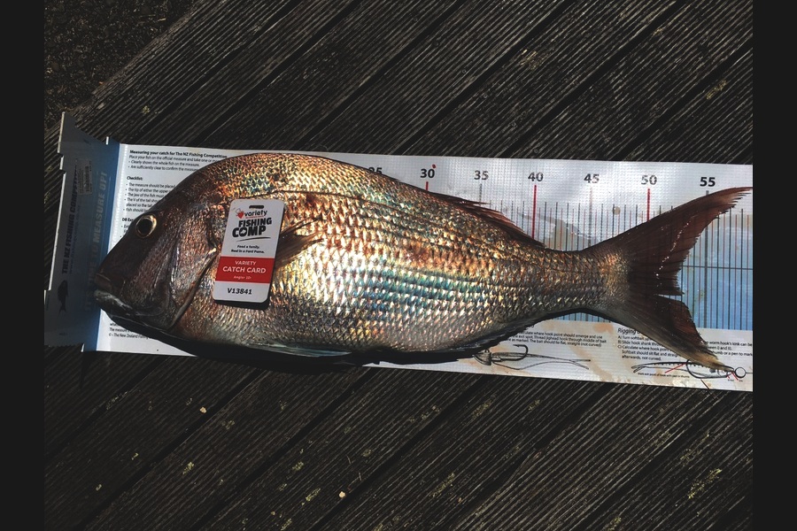 Jone Livia caught this 52.5cm Snapper at Pukerua  during The Export NZ Fishing Competition