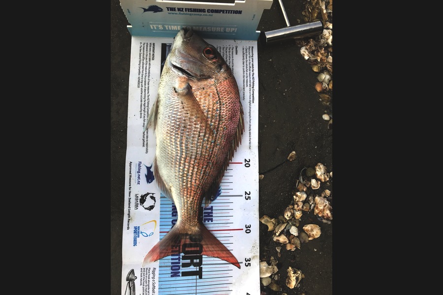 Gayle Wedderburn caught this 33.0cm Snapper at Manukau Harbour during The Export NZ Fishing Competition