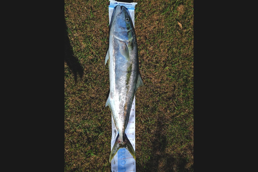 Ross Walker-Smart caught this 111.0cm Kingfish at Tairua during The Export NZ Fishing Competition