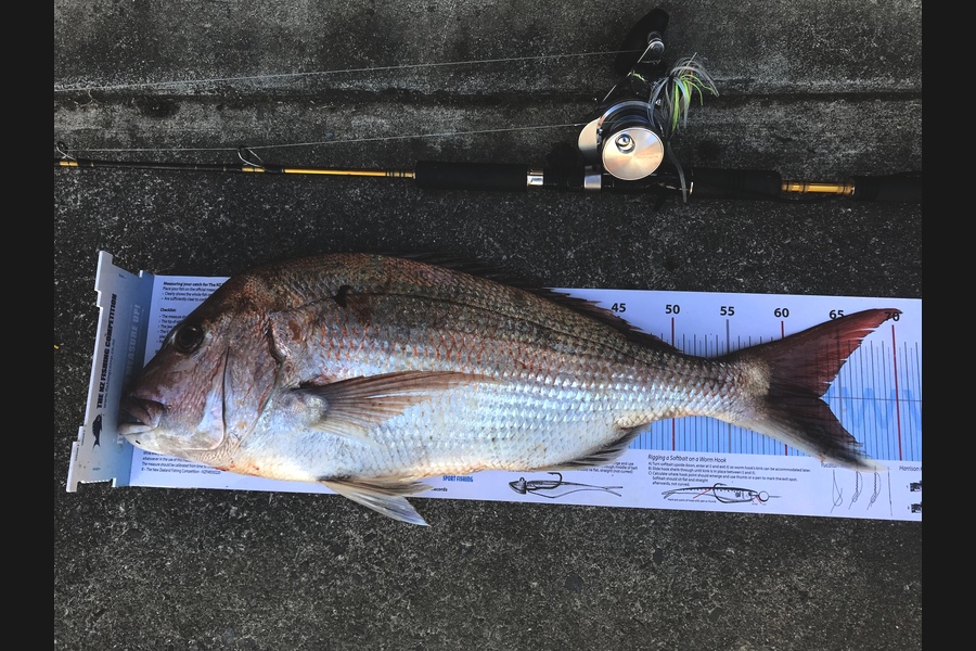 Anthony Murray caught this 63.0cm Snapper at Kapiti during The Export NZ Fishing Competition