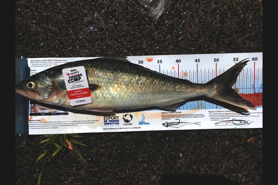 Jone Livia caught this 54.0cm Kahawai at Pukerua  during The Export NZ Fishing Competition