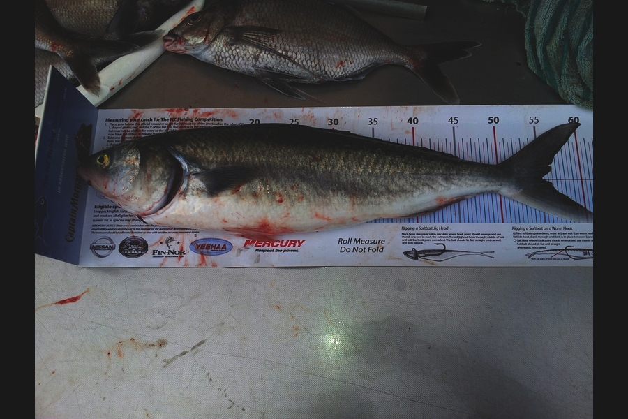 Jon   Mayne caught this 55.0cm Kahawai at Mana during The Export NZ Fishing Competition