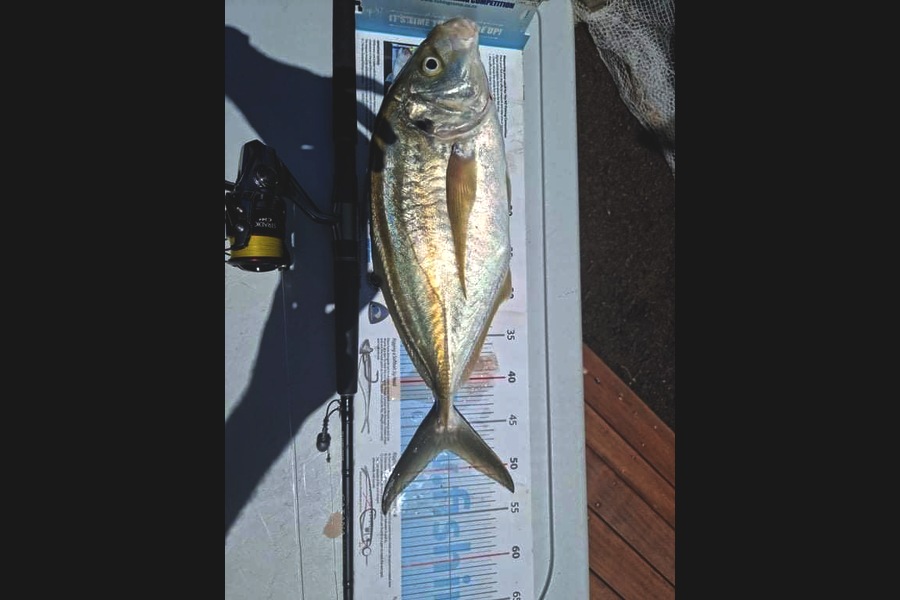 Andrew  Graham  caught this 48.0cm Trevally at Papakura channel  during The Export NZ Fishing Competition