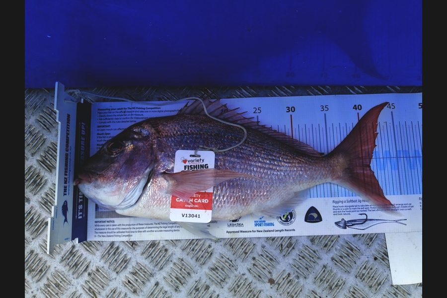 Brian  Gallogly caught this 41.0cm Snapper at Nth Waiheke during The Export NZ Fishing Competition