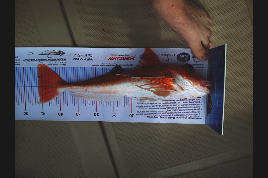 Jon   Mayne caught this 46.0cm Gurnard at Mana during The Export NZ Fishing Competition