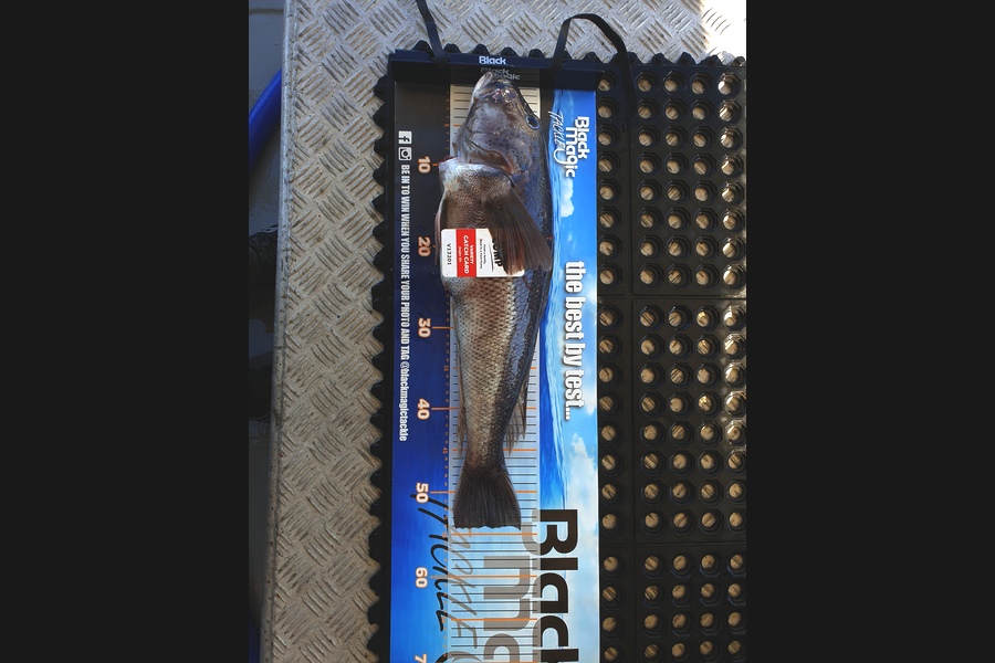 Phillip  Mare caught this 54.0cm Blue Cod at Dunedin during The Export NZ Fishing Competition