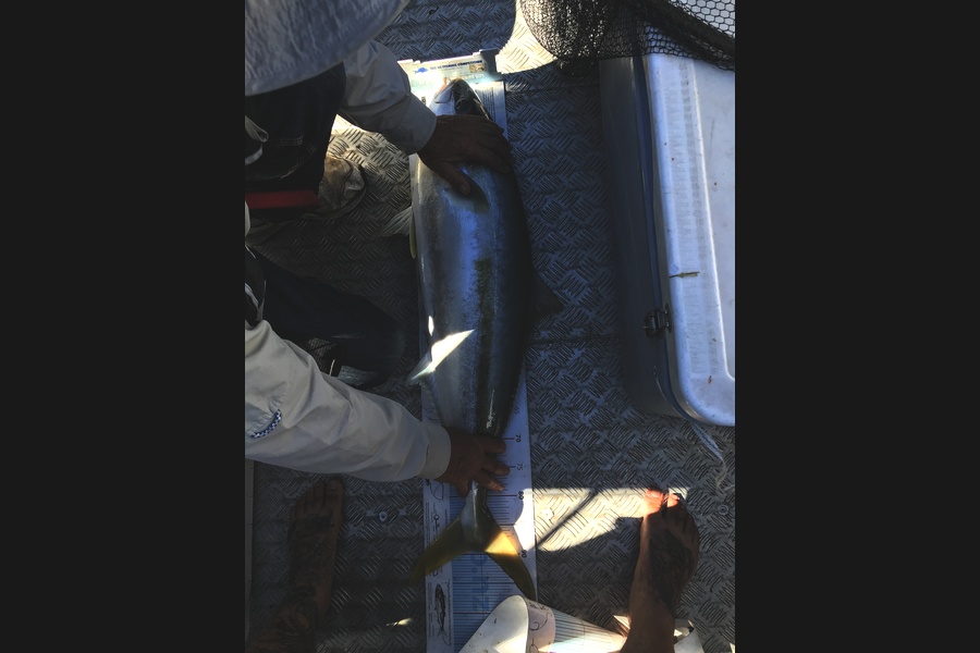John Button caught this 89.5cm Kingfish at pegasus bay , Canterbury during The Export NZ Fishing Competition