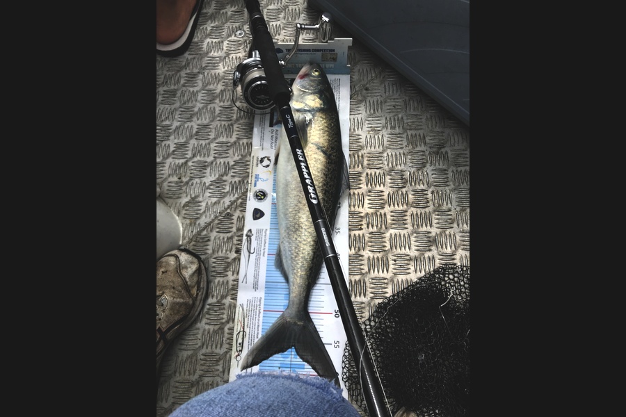 John Button caught this 55.5cm Kahawai at pegasus bay , Canterbury during The Export NZ Fishing Competition