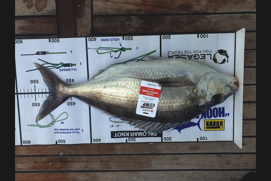 Penny Pardoe caught this 51.0cm Tarakihi at Gisborne  during The Export NZ Fishing Competition