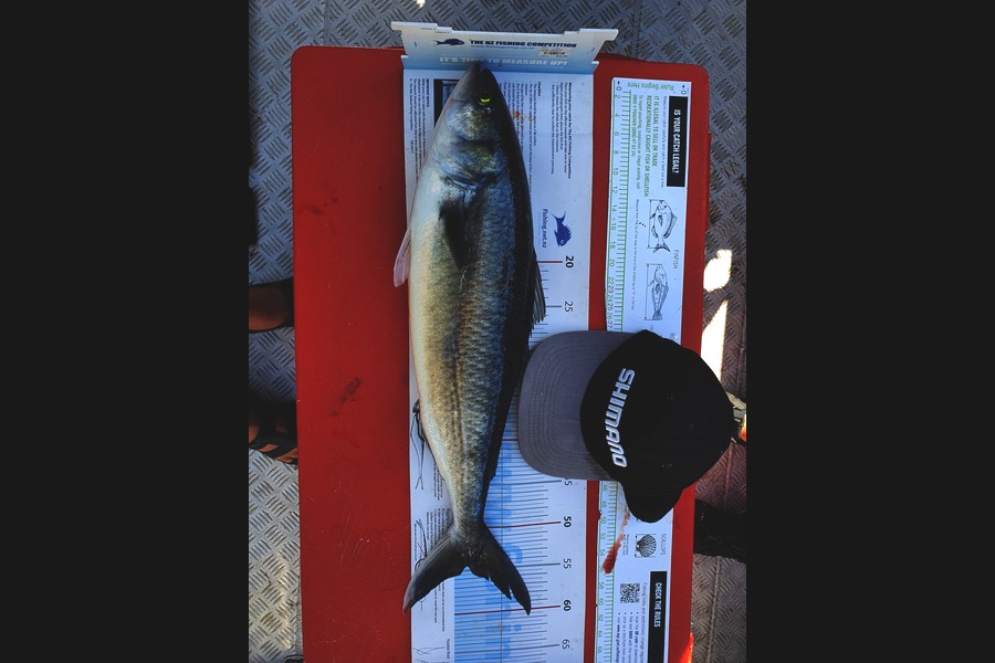 Ian Campbell caught this 54.5cm Kahawai at Opito Bay  during The Export NZ Fishing Competition