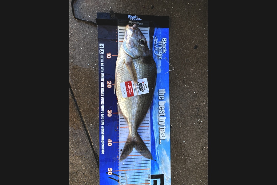 Christopher  Pearse caught this 42.0cm Tarakihi at Mahia during The Export NZ Fishing Competition