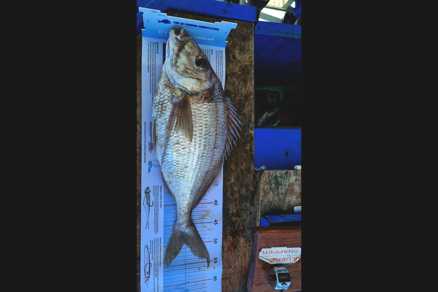James Beban caught this 49.5cm Tarakihi at Wellington during The Export NZ Fishing Competition