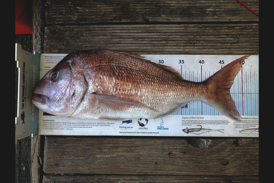 James Smith caught this 46.5cm Snapper at Orere point during The Export NZ Fishing Competition