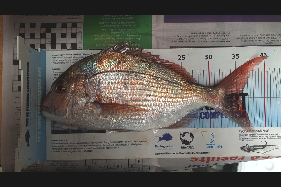 Pat Barrett caught this 35.5cm Snapper at Te Horo Beach during The Export NZ Fishing Competition