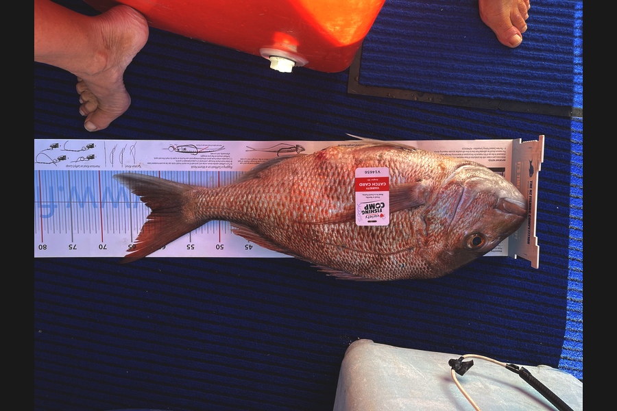 Spook Jones caught this 61.5cm Snapper at Gisborne  during The Export NZ Fishing Competition