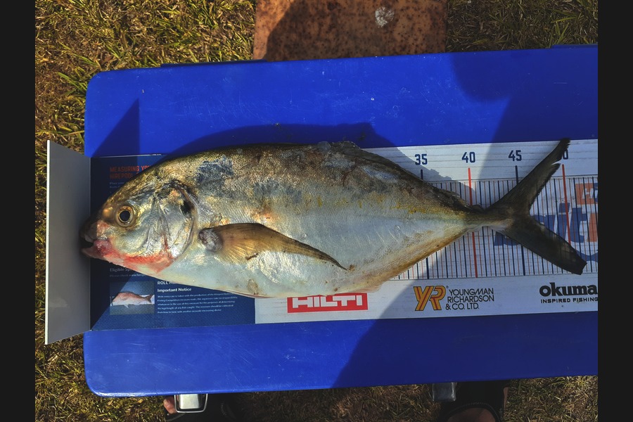 Mathew Goodall caught this 45.5cm Trevally at Raglan  during The Export NZ Fishing Competition