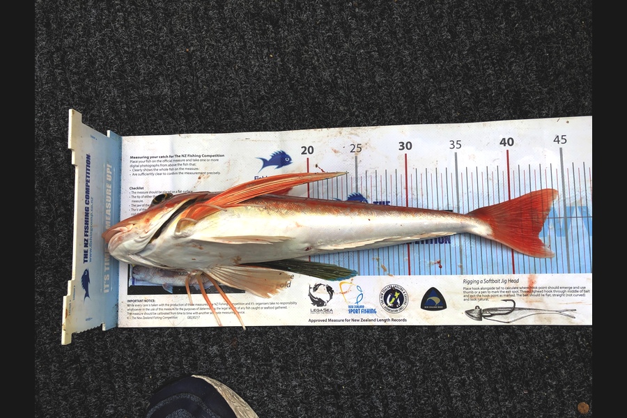 Kim Southerden caught this 42.5cm Gurnard at Hawke Bay during The Export NZ Fishing Competition